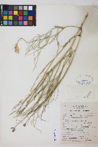 Astragalus toanus image