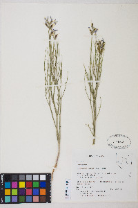 Astragalus toanus image