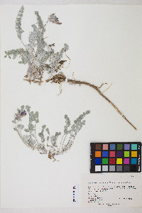 Astragalus utahensis image