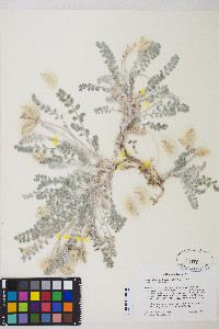 Astragalus utahensis image