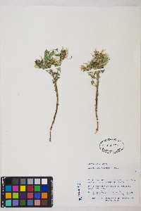 Astragalus vallaris image