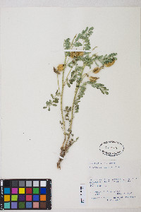 Astragalus vallaris image