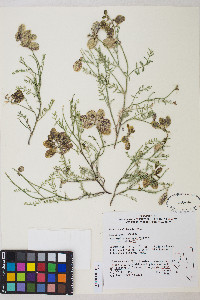 Astragalus whitneyi var. whitneyi image