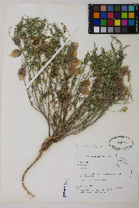 Astragalus ceramicus image