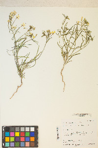 Eremothera refracta image