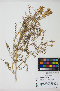 Astragalus tweedyi image