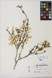 Cytisus scoparius image