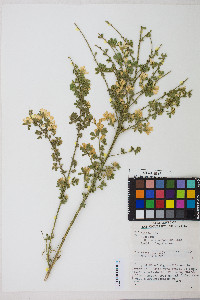 Cytisus scoparius image