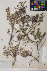 Dalea formosa image