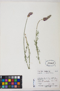 Dalea searlsiae image