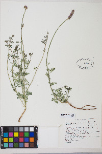 Dalea searlsiae image