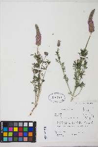 Dalea searlsiae image