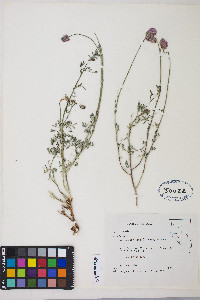 Dalea searlsiae image