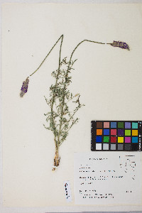 Dalea searlsiae image