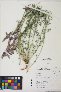 Dalea searlsiae image