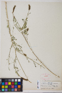 Dalea leporina image