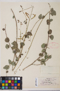 Desmodium grahamii image