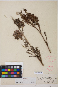 Glycyrrhiza lepidota image