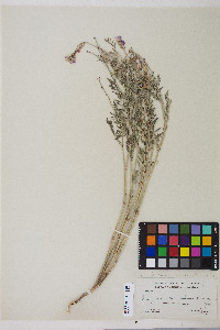 Hedysarum boreale var. boreale image