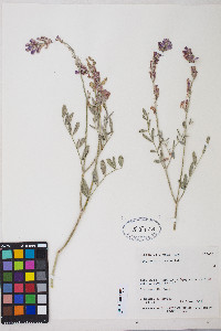 Hedysarum boreale var. boreale image