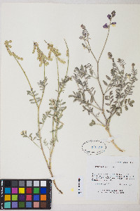 Hedysarum boreale var. boreale image