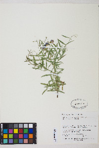 Lathyrus brachycalyx subsp. zionis image