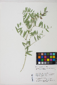 Lathyrus brachycalyx image