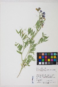 Lathyrus brachycalyx subsp. zionis image