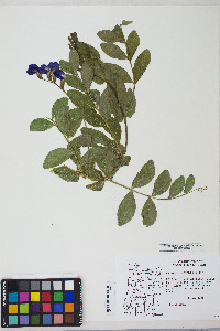 Lathyrus japonicus image