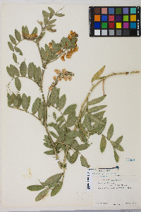 Lathyrus jepsonii var. californicus image