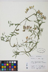 Lathyrus vestitus var. vestitus image