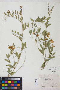 Lathyrus vestitus var. vestitus image