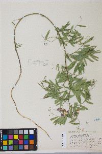 Lathyrus lanszwertii var. lanszwertii image