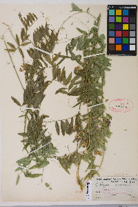 Lathyrus lanszwertii image