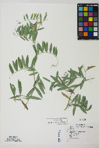 Lathyrus lanszwertii var. lanszwertii image
