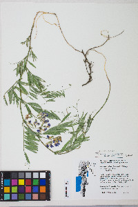 Lathyrus lanszwertii var. lanszwertii image