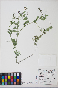 Lathyrus lanszwertii image