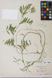 Lathyrus lanszwertii var. lanszwertii image