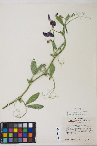 Lathyrus latifolius image