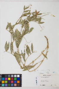 Lathyrus parvifolius image