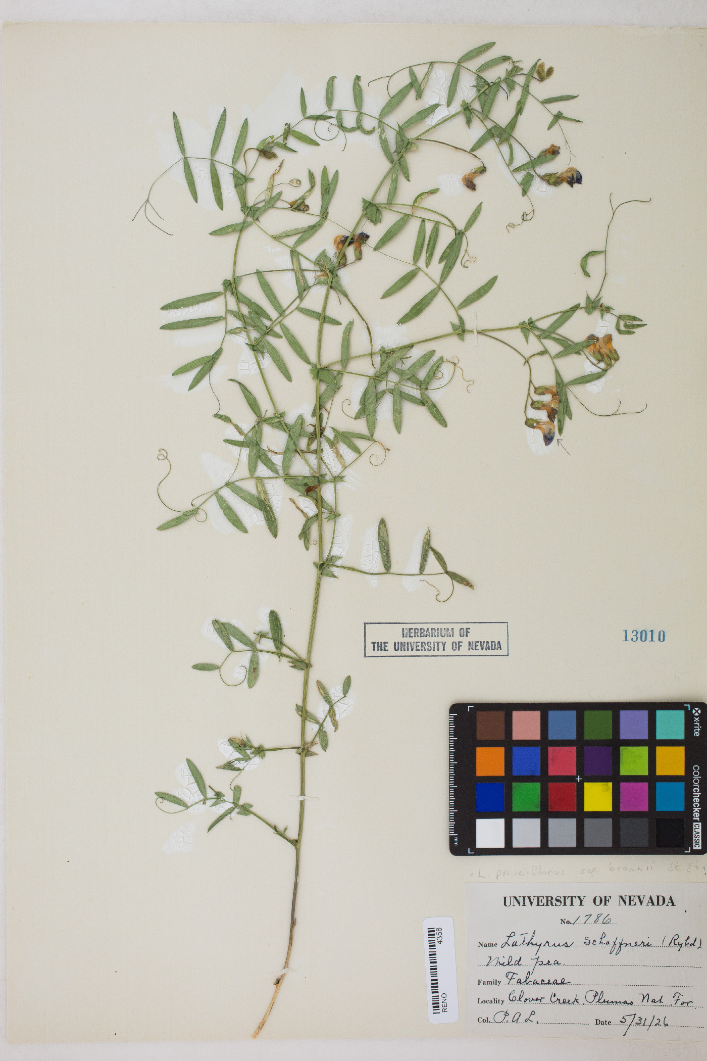 Lathyrus pauciflorus subsp. pauciflorus image