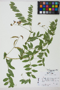 Lathyrus polyphyllus image