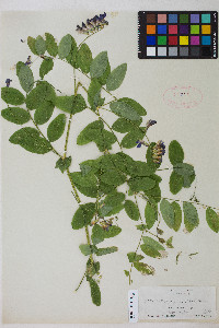 Lathyrus polyphyllus image