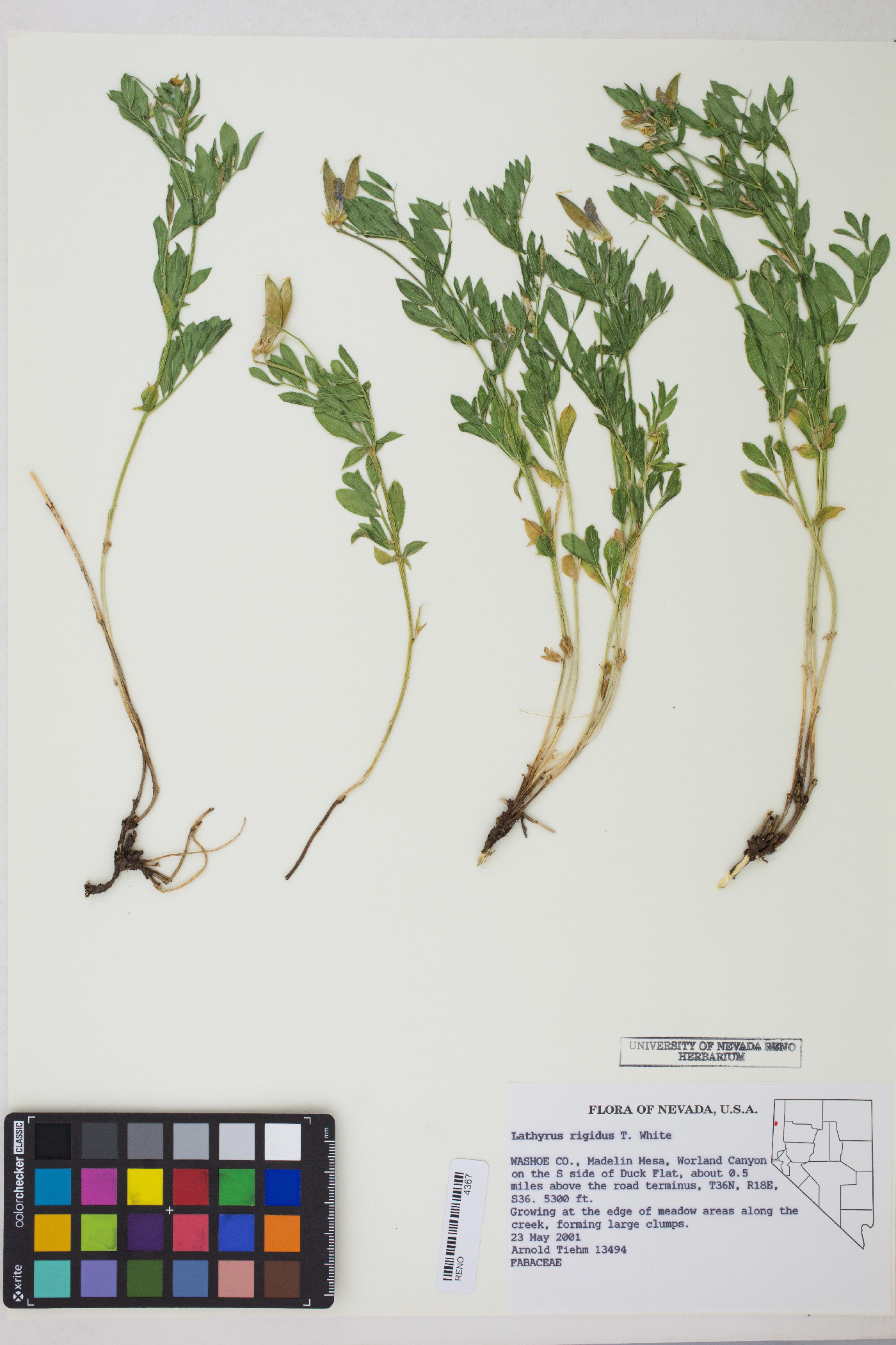 Lathyrus rigidus image