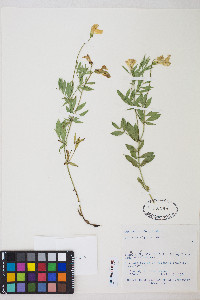 Lathyrus rigidus image