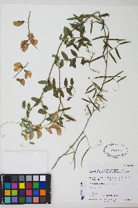 Lathyrus sulphureus image