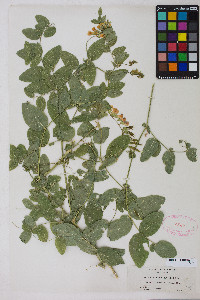 Lathyrus sulphureus image