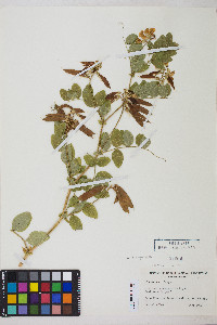 Lathyrus vestitus image