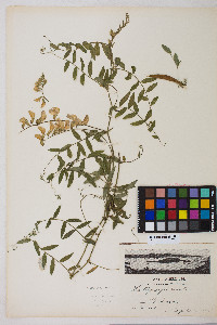 Lathyrus vestitus image