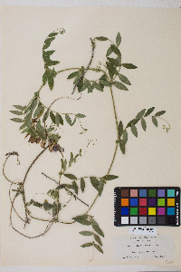 Lathyrus vestitus image